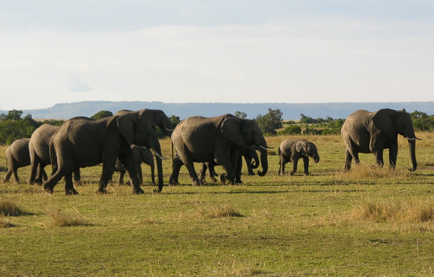 Elephants in the Masai Mara, kenya