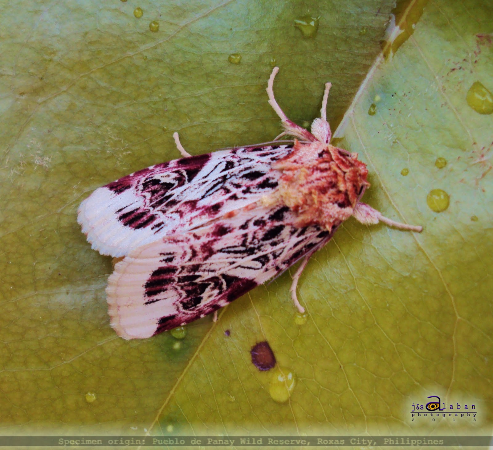 Biodiversity Capiz Lily Caterpillar Moth