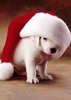 Cute Puppy Image for Christmas Puppy Image for Christmas