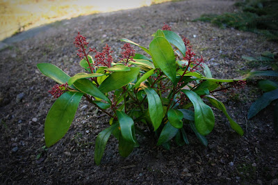 pieni-puutarha-joulukukkien-hoito-ohjeita-ikivihre-skimmia-selvi