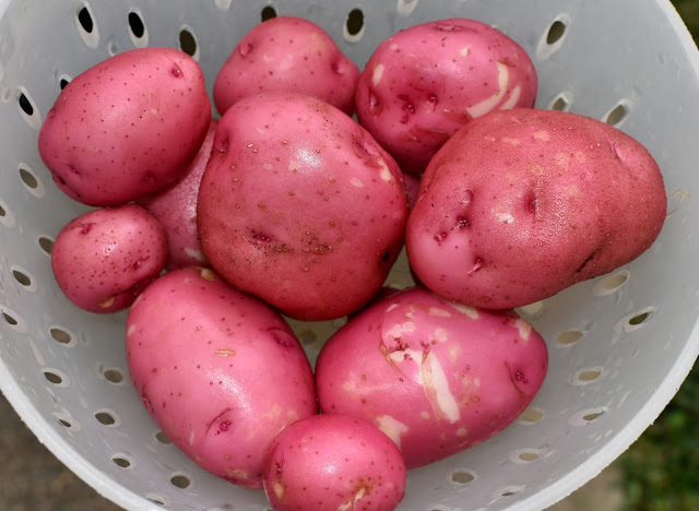 Red potatoes harvest