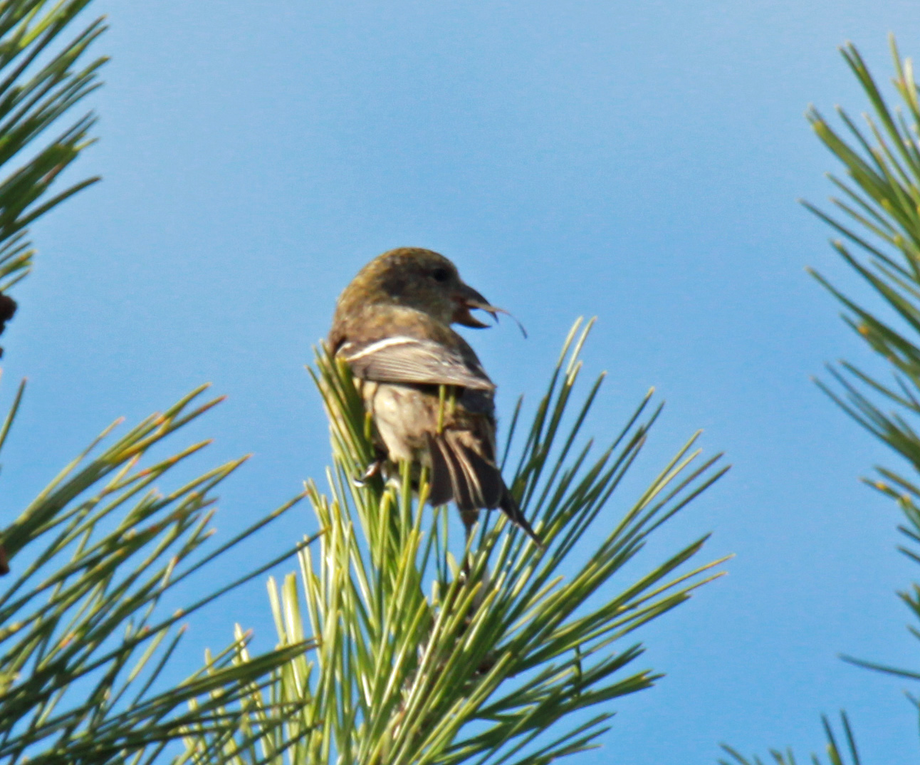 South Shore Bird Club of MA Plum Island & vicinity 11/03/2012