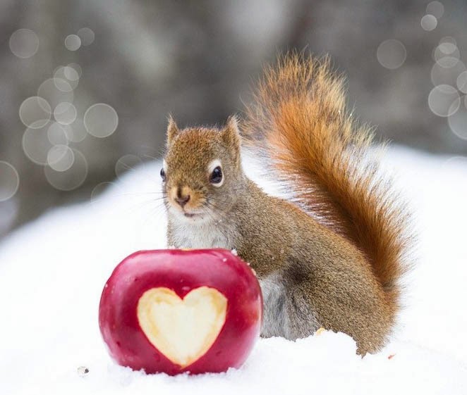 белка какое сердце