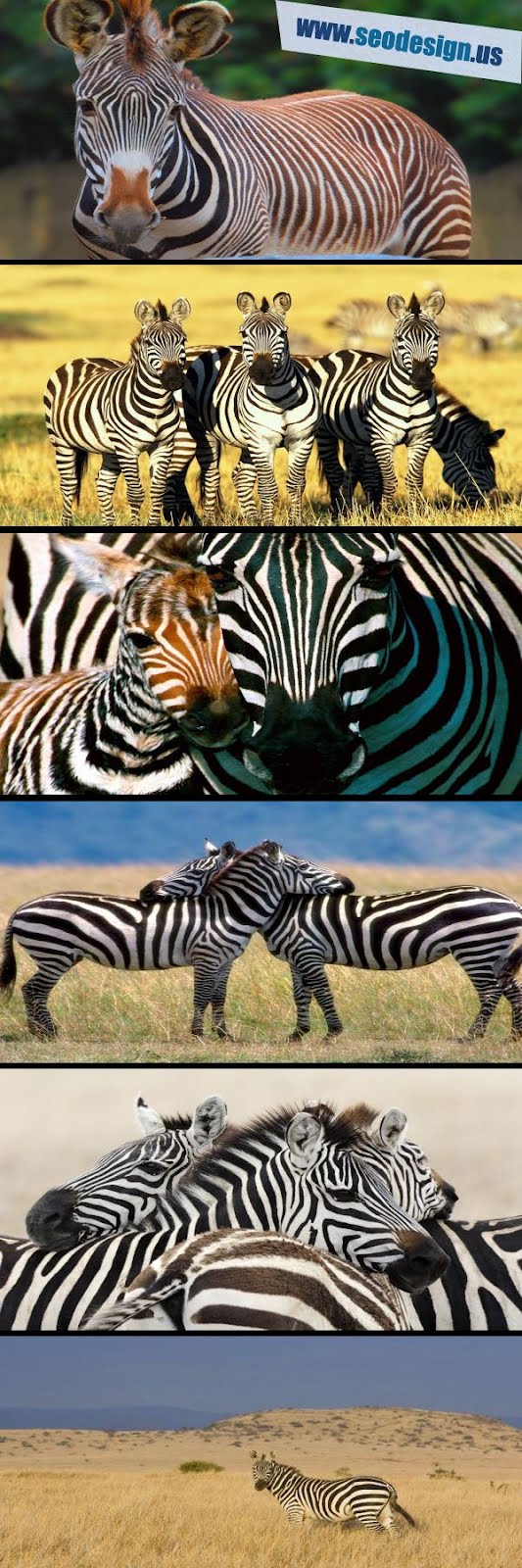 33 Free Zebra Print Backgrounds Wallpapers HD