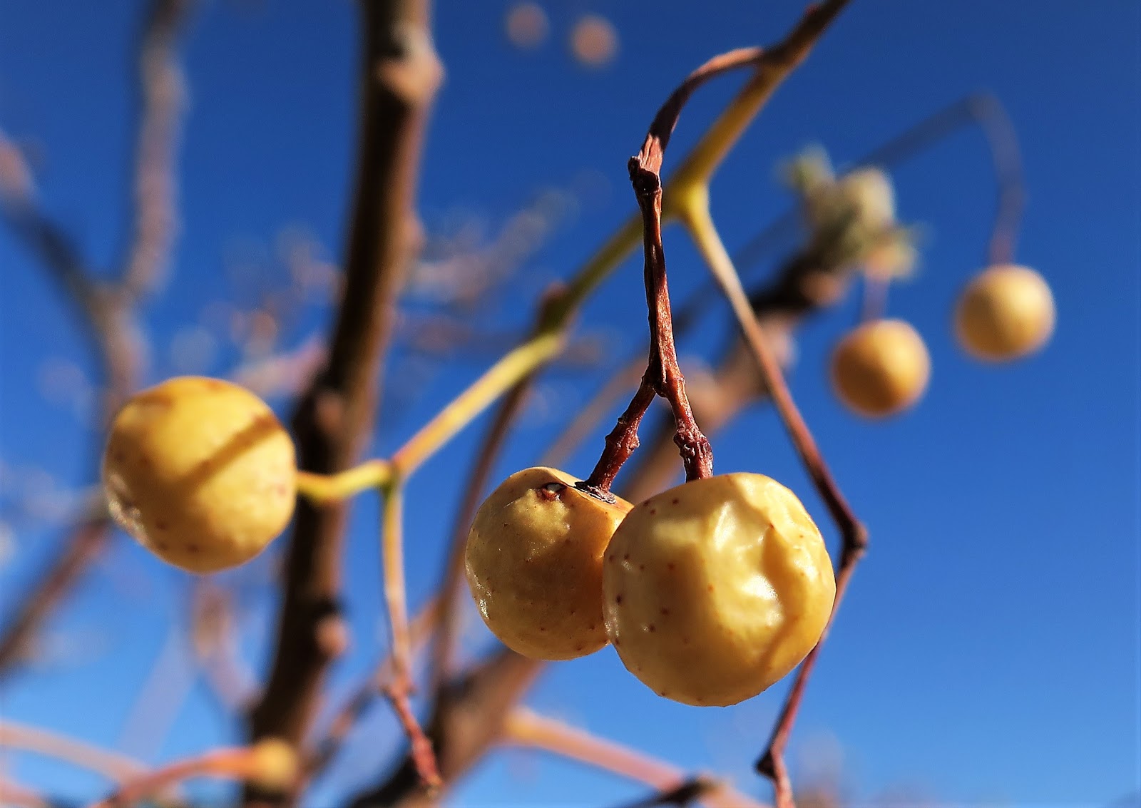 Living Rootless El Paso Chinaberry on a Blue Plate