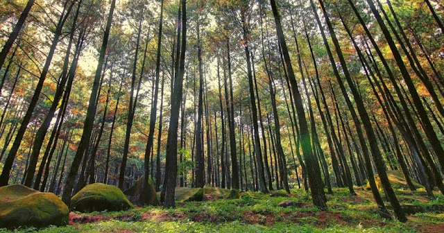 Hutan Pinus Asri, Hutan Pinus Terkenal di Yogyakarta untuk hanimun