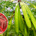 Proven And Effective Way In Deworming Your Kids Naturally