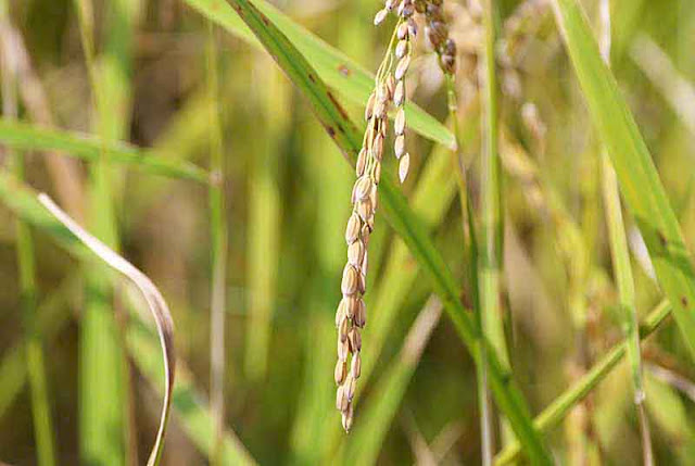 Rice grain, in a field, ready for harvest