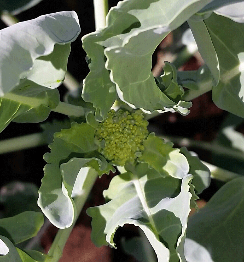 Joyful Expressions Pointless Jacket and Another Mug Rug Idea