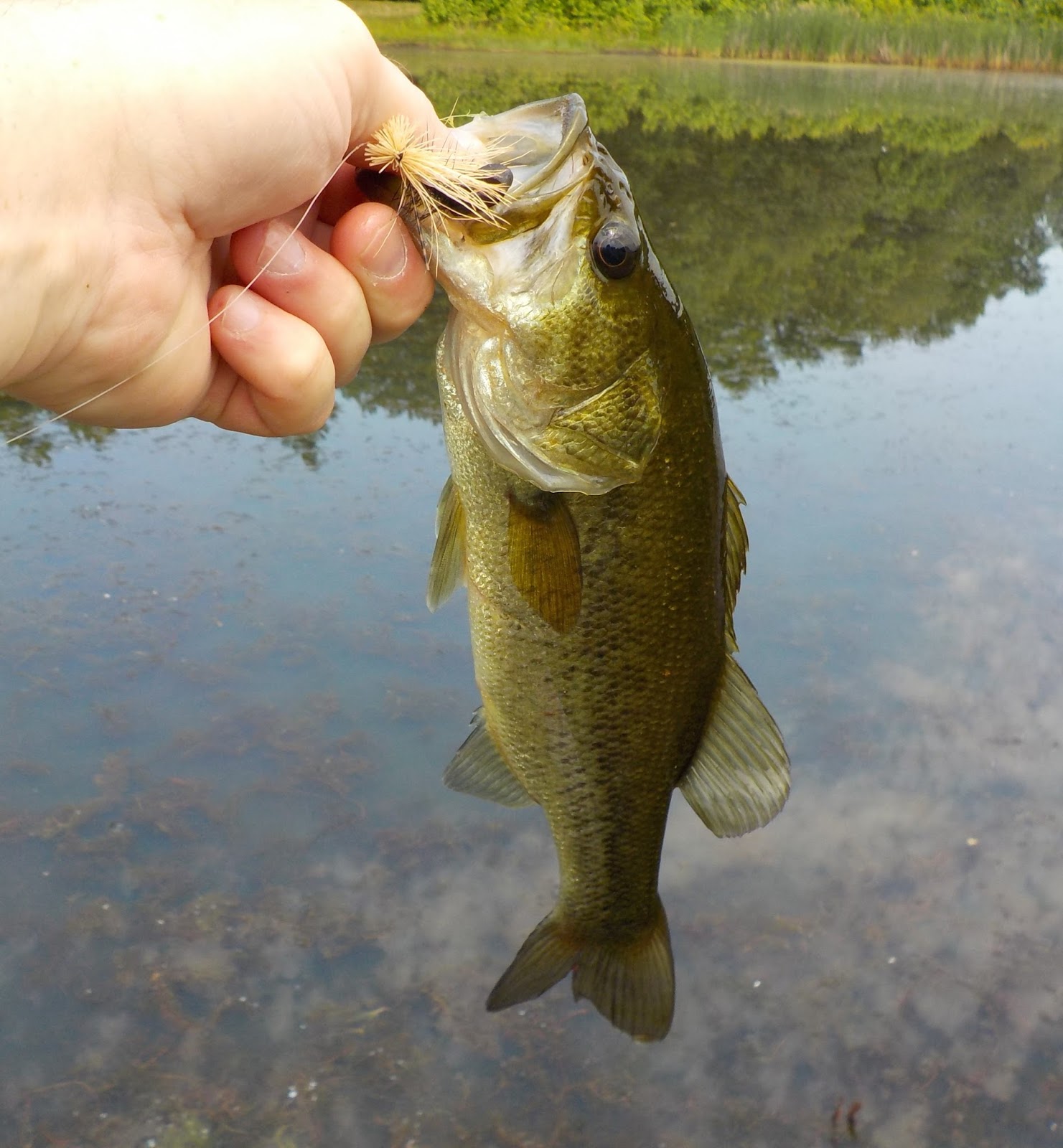 Ralph's Fly Box Pond Bass