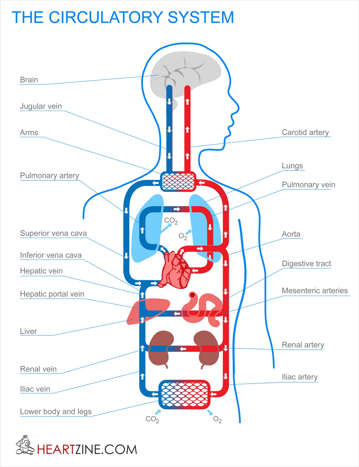 Diagram Of Blood Circulation