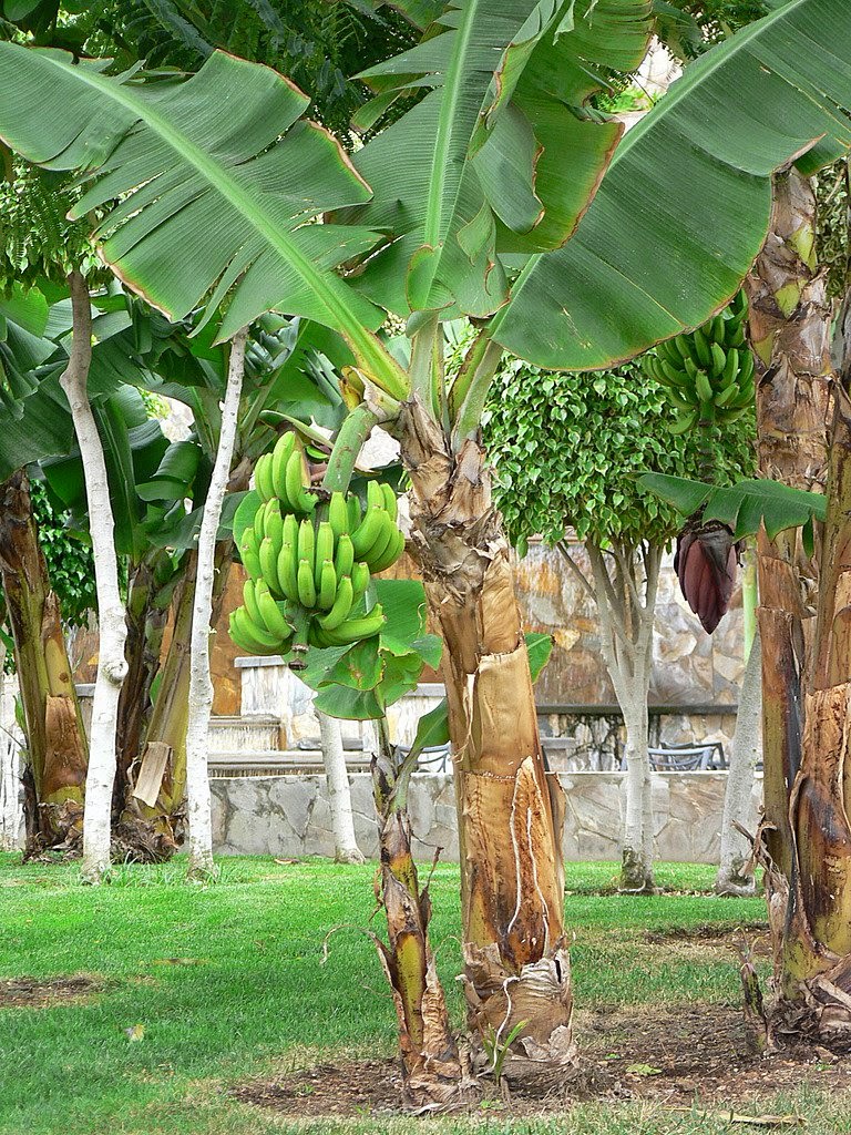 Berbagi ilmu Pakan Ternak Yang Berasal Dari Pohon Pisang 