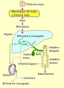 cuando se eleva la bilirrubina indirecta
