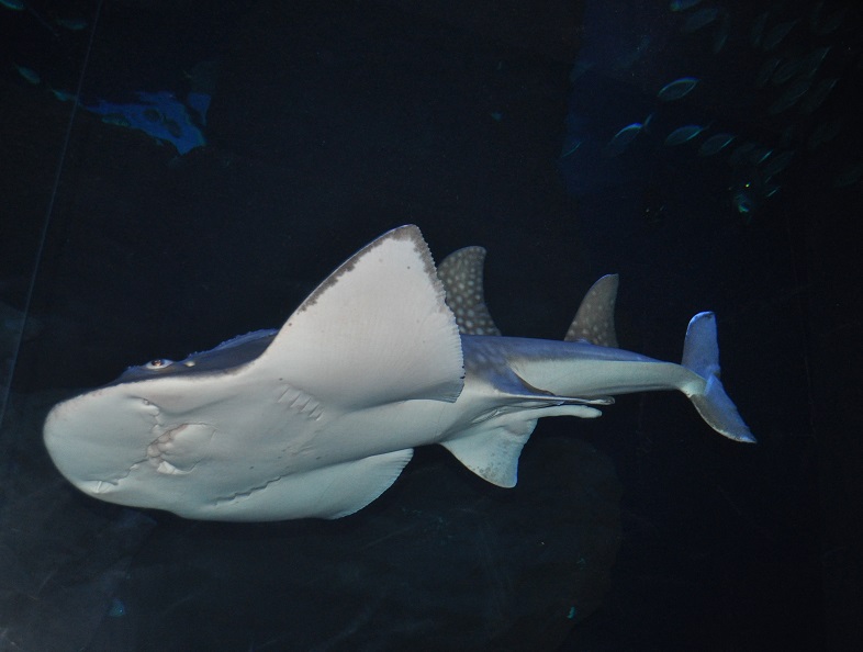ZOOTOGRAFIANDO (6.100 ANIMALS): TIBURÓN RAYA / BOWMOUTH GUITARFISH ...