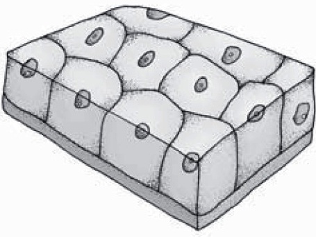 struktur dan fungsi jaringan epitel kubus selapis