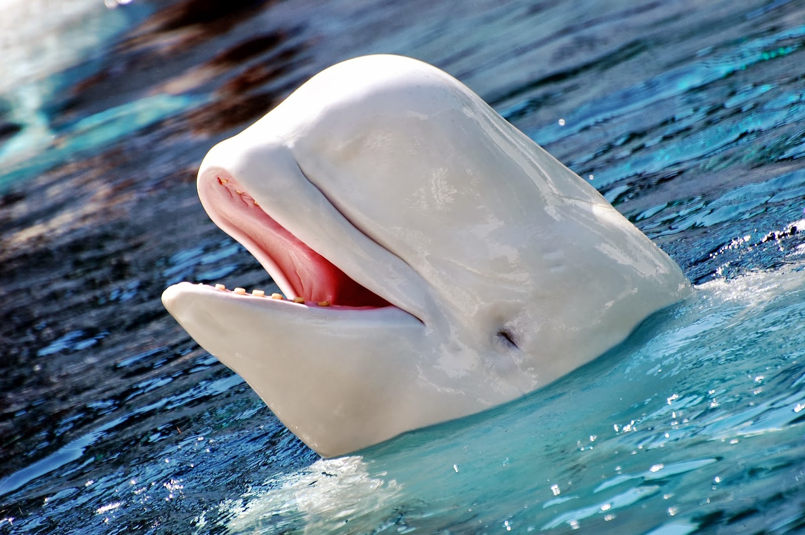 Beluga Whale Wallpapers Top HD Wallpapers Beluga Whale Wallpapers Top HD Wallpapers