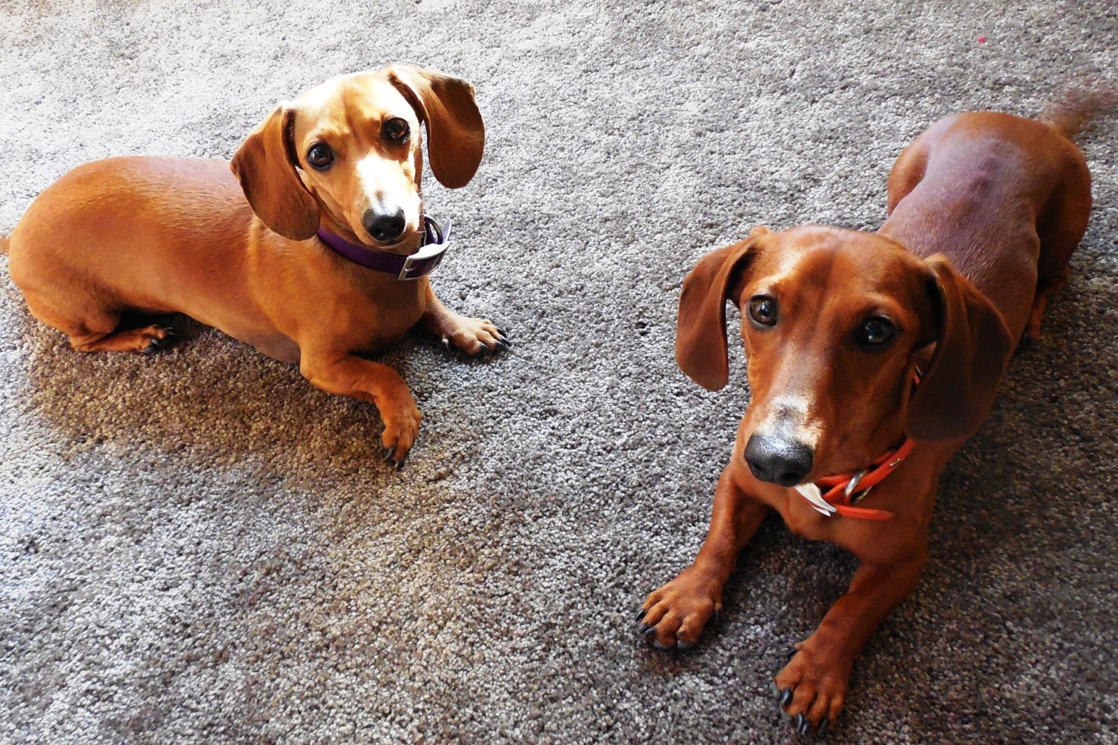 Dachshunds are Hilarious The Nutritionist Reviews