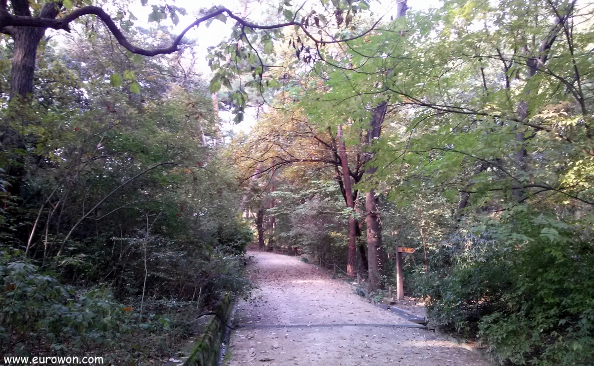 Una tarde otoñal en el Arboreto Hongneung de Seúl [Eurowon]