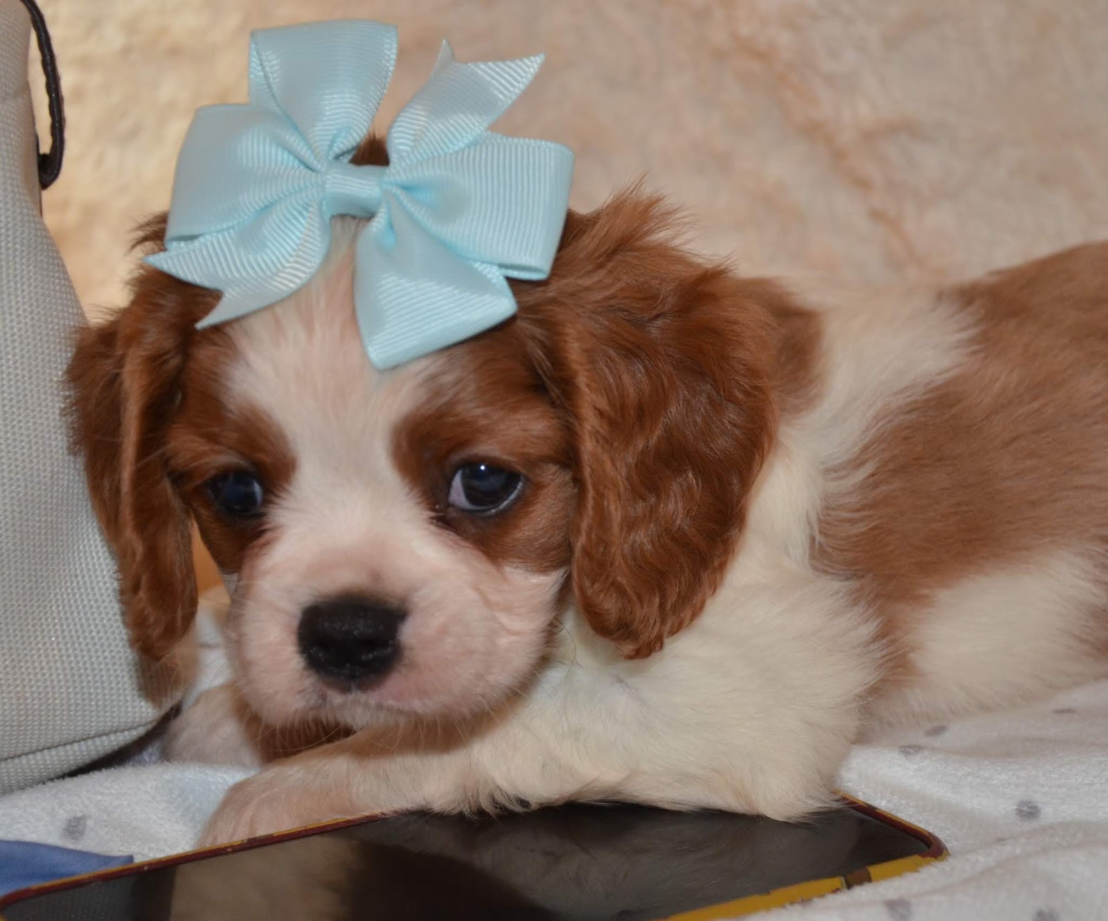 Alabama Toys & Teacups