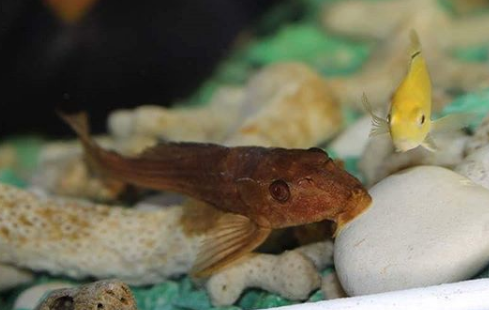 Jenis Ikan Pembersih Aquascape Aquarium Air Laut Dan Aquascape