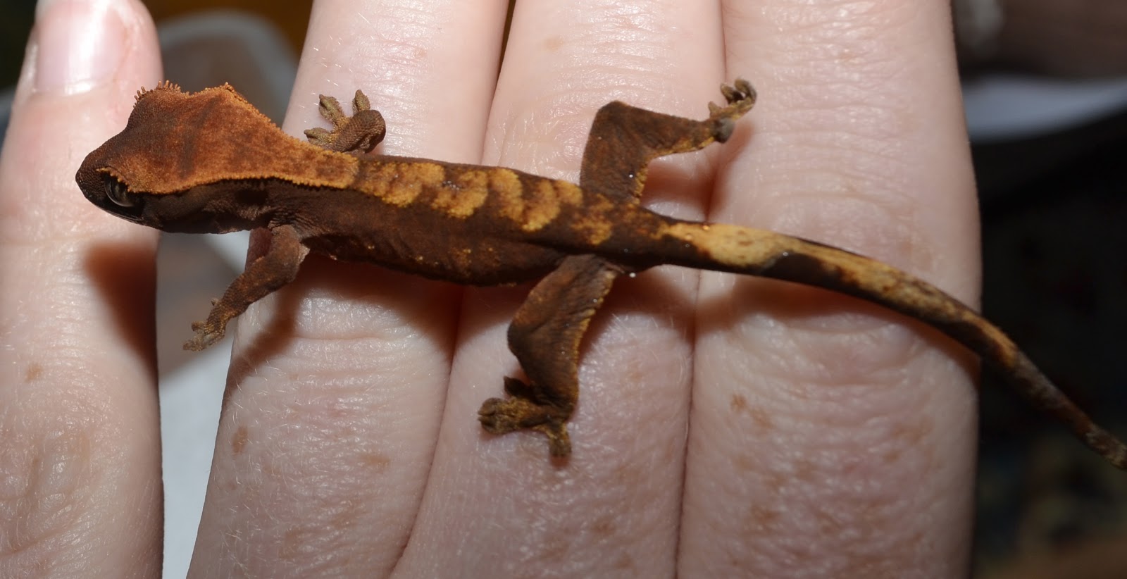 Crested Geckos Blog: October Crested Gecko Update!! August crested