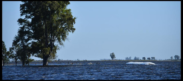i26514-general-villegas-inundaciones-campo-960.jpg