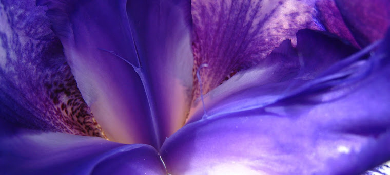 Blue-Violet Iris Interior