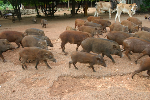 The wild boars seem to not  pay much attention  to us people wondering around the place..
