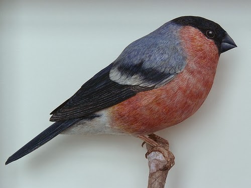 02-Bullfinch-Johan-Scherft-Living-Paper-Birds-Sculptures-Watercolours-www-designstack-co