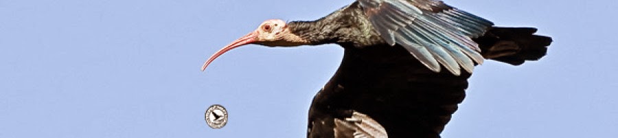 Heremiet ibis Souss Massa