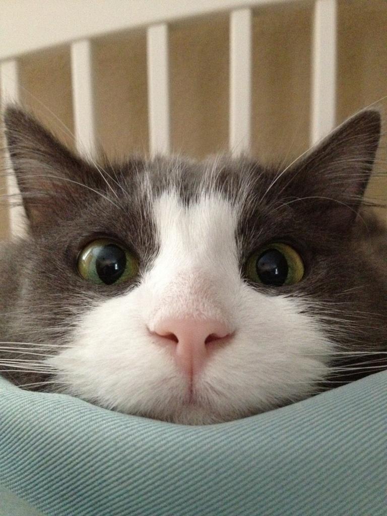 Funny cats - part 53 ( 30 gifs + 10 gifs) | Amazing Creatures