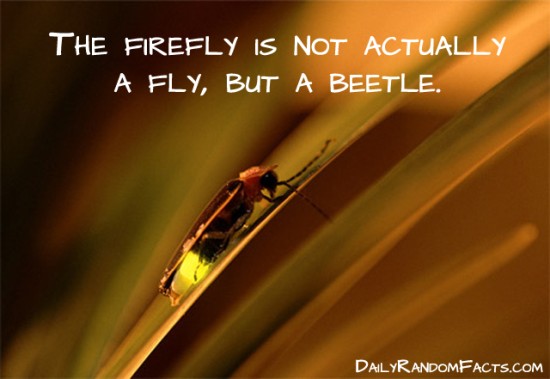 animal facts, facts about animals, interesting animal facts, fireflies fact