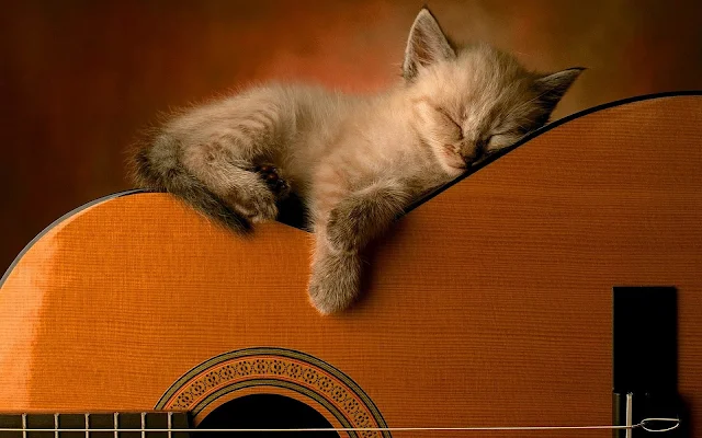 Kat slaapt op gitaar