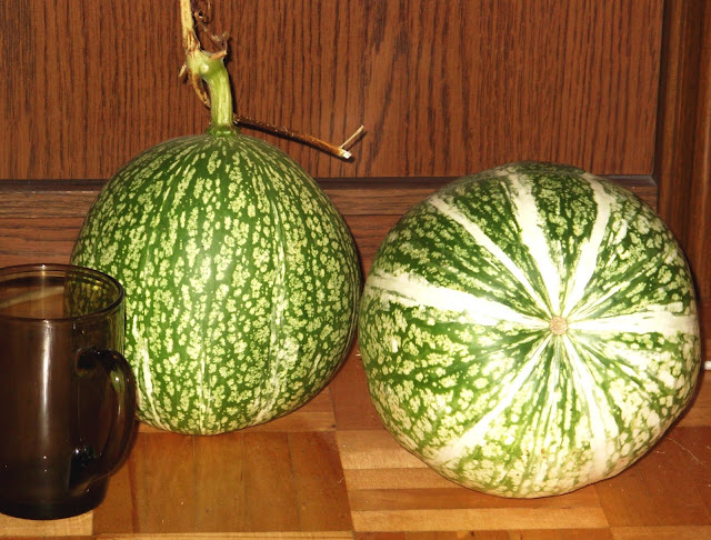 The Black-seed Squash (Cucurbita ficifolia)