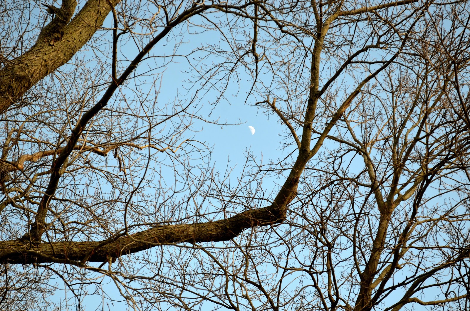 Tilting At Windmills Purge Without Binging