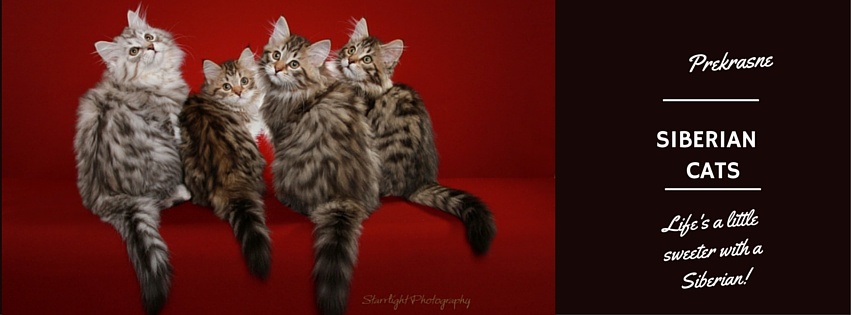 Prekrasne Siberian Cats