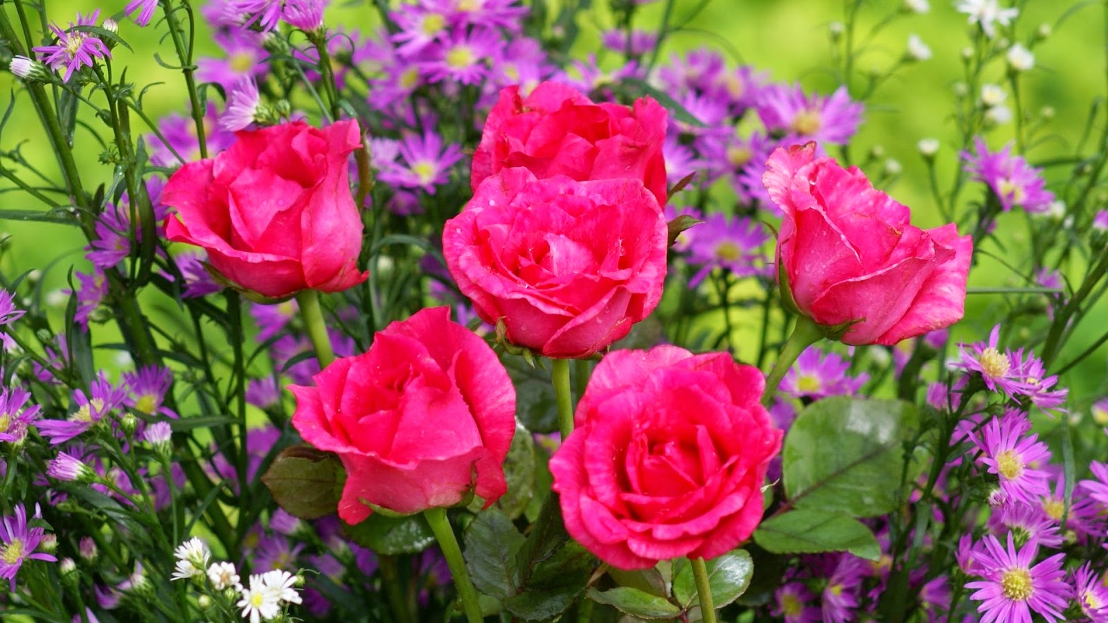 https://2.bp.blogspot.com/-uv-_h9HqPAo/VT_6ee8QYSI/AAAAAAAAuMc/6Fx-9aA7eCU/s1600/roses-widescreen-wallpapers-pink-rose-5571.jpg
