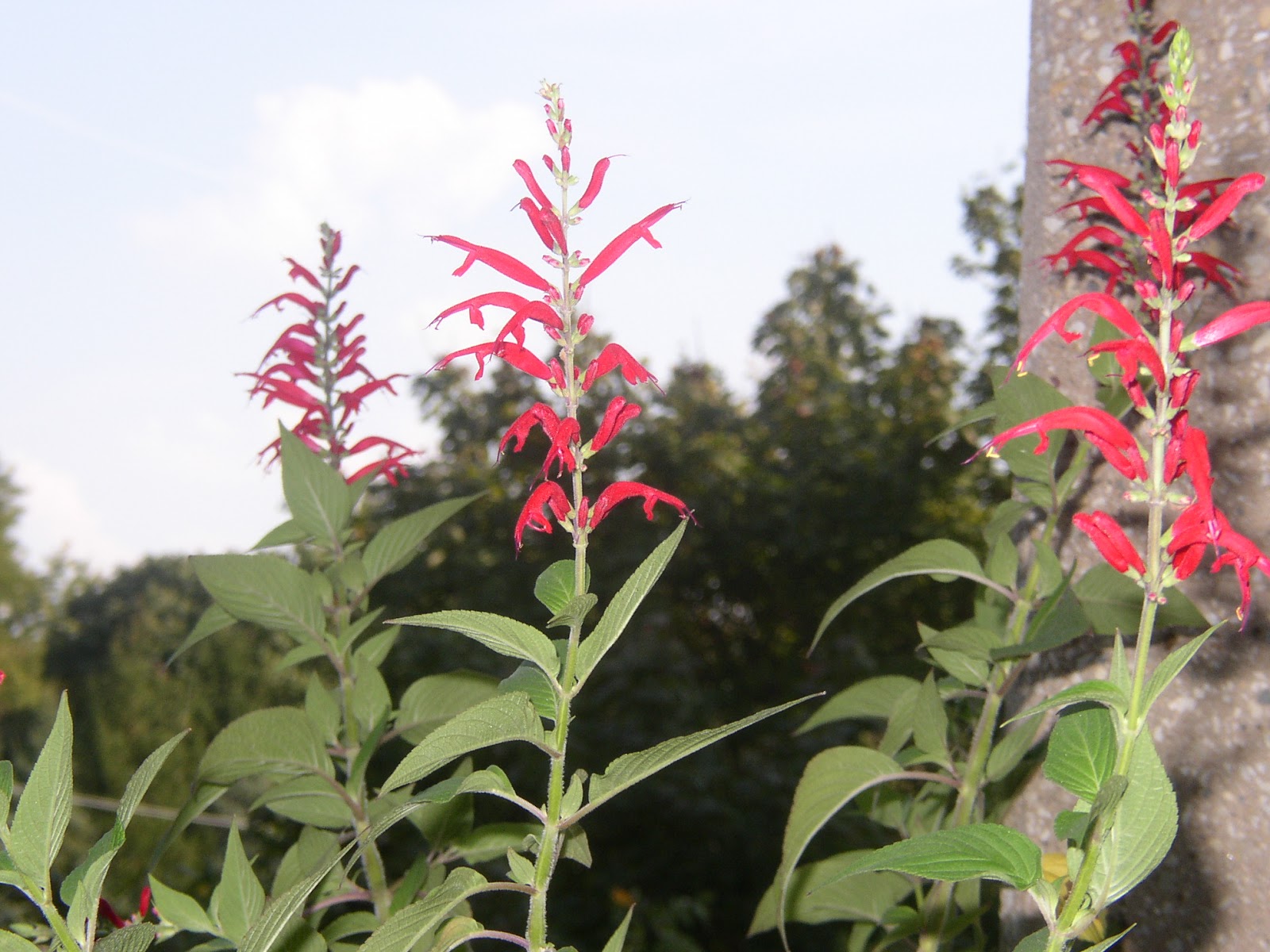 Backyard Patch Herbal Blog Pineapple Sage and Marjoram