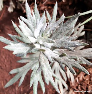 Mugwort (Artemisia douglasiana, California Mugwort, Douglas' sagewort)