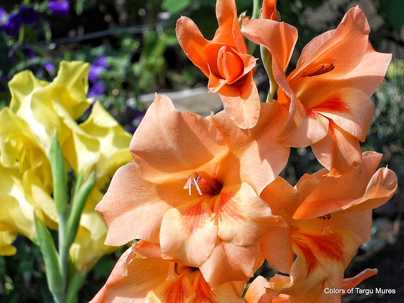 Gladiola in variety of colors. Flori de gladiola in diverse culori.