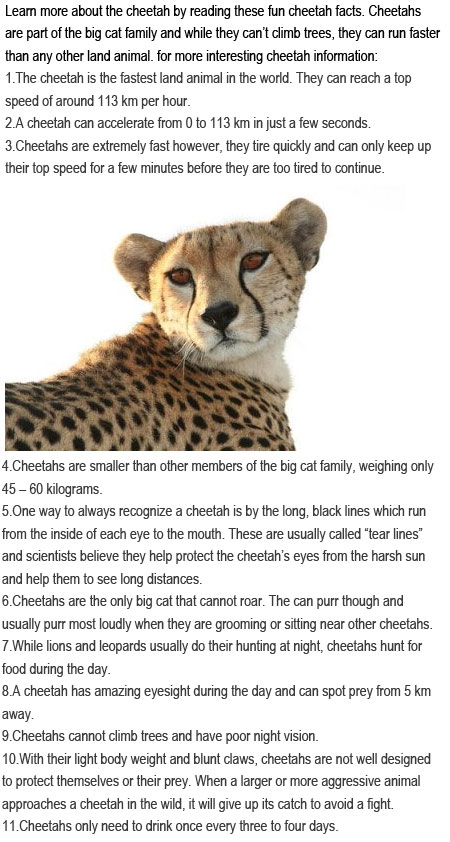 Facts about cheetahs for kids