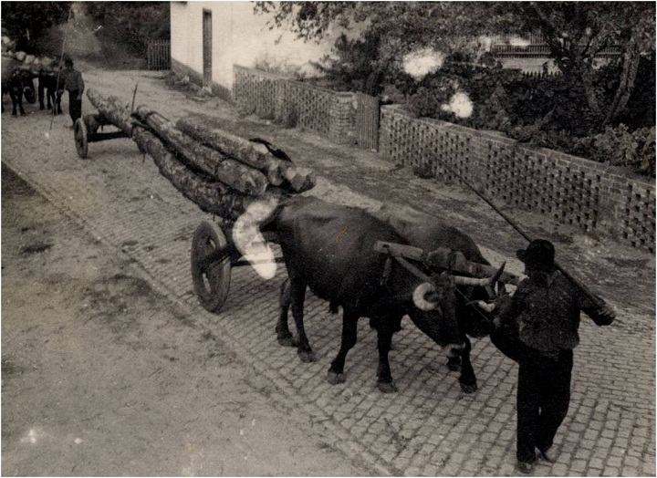 O Condutor Do Veículo De Tracção Animal