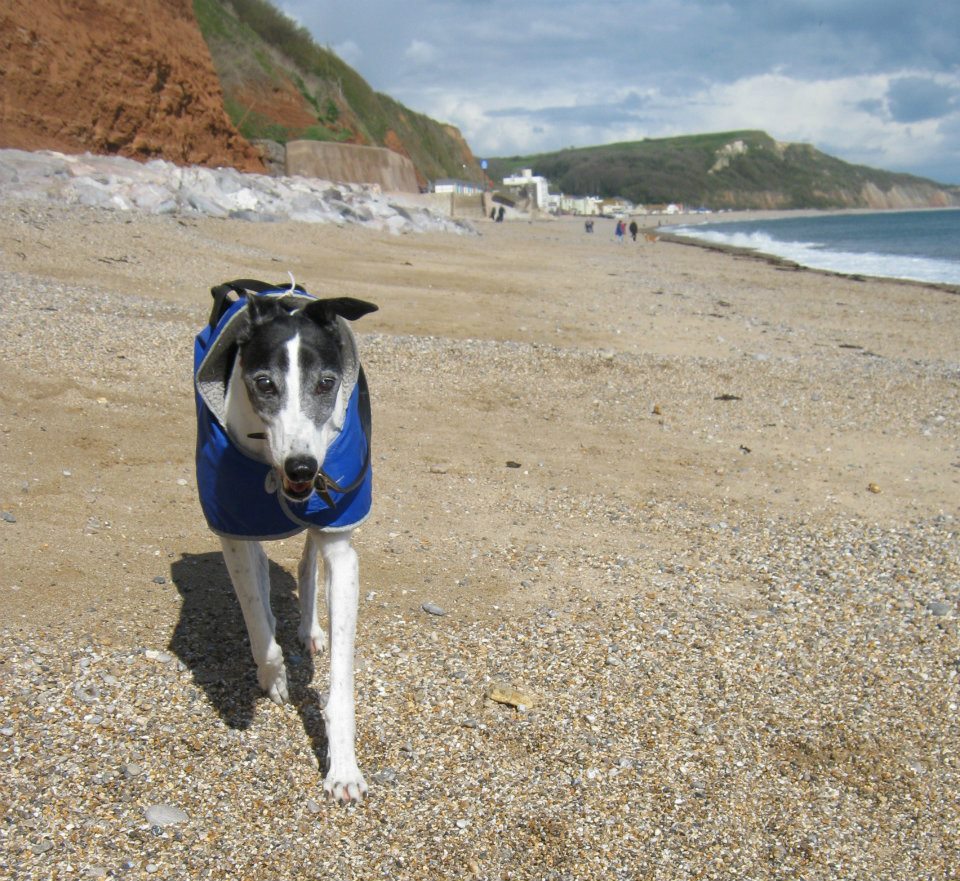 Camping and Exploring with Dogs Devon Beaches