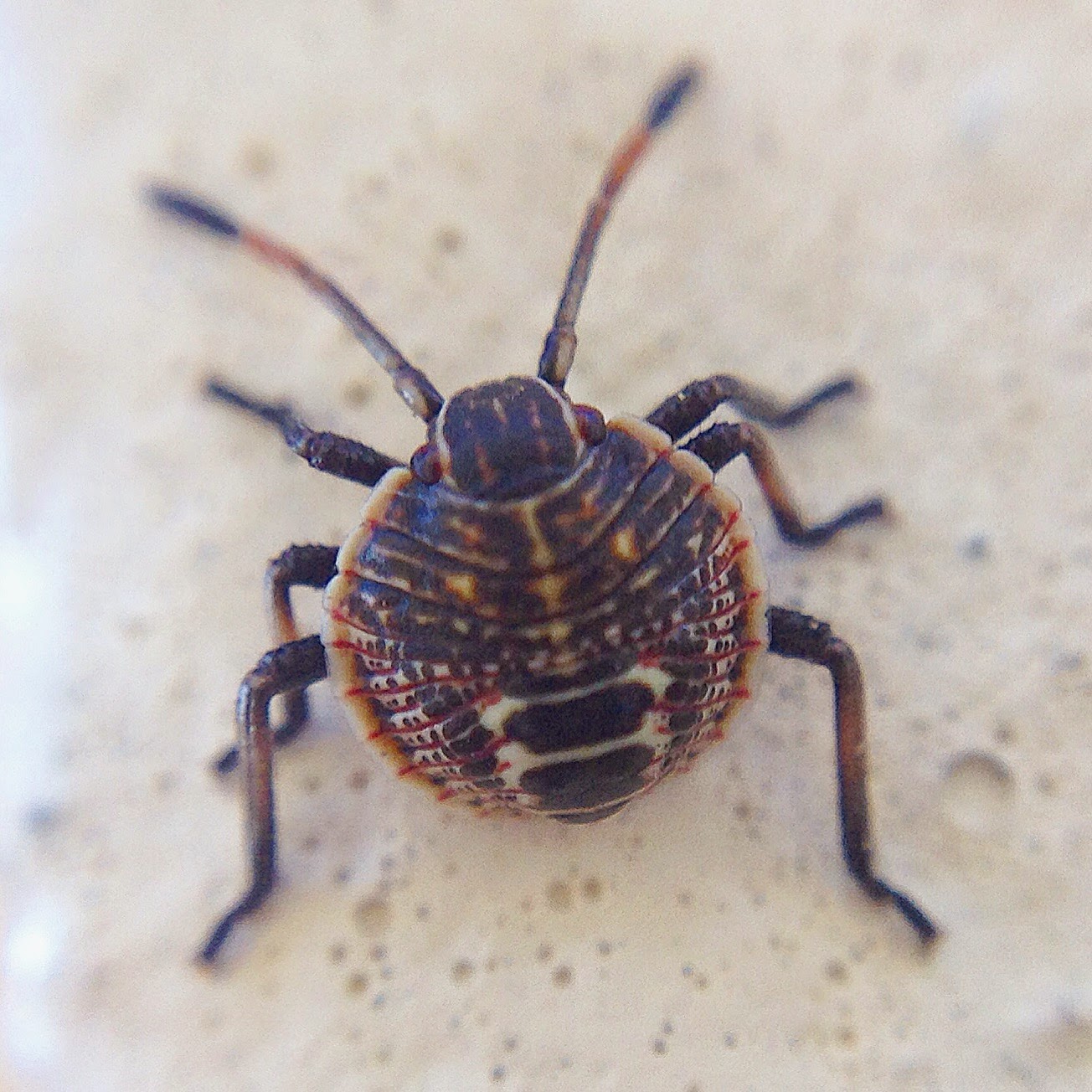 The Insect Diary: Common Gum Tree Shield Bug: Poecilometis patruelis