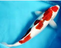 7 Besar Ikan Hias Paling Populer Di Indonesia, Yang Manakah Milik Anda