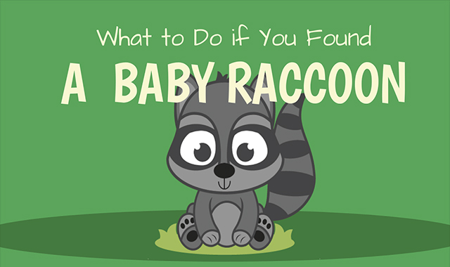 What To Do If You Found A Baby Raccoon 