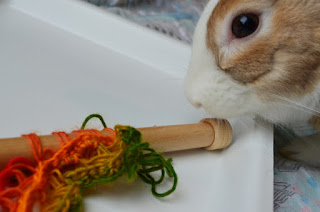 The blunt end of a wooden broomstick needle is loaded with rainbow coloured yarnand resting on a white tray. Max bunny has 'photobombed' the photo with his face in the top right hand corner. He looks like he is about to bite the wooden needle (or at least thinking about it).