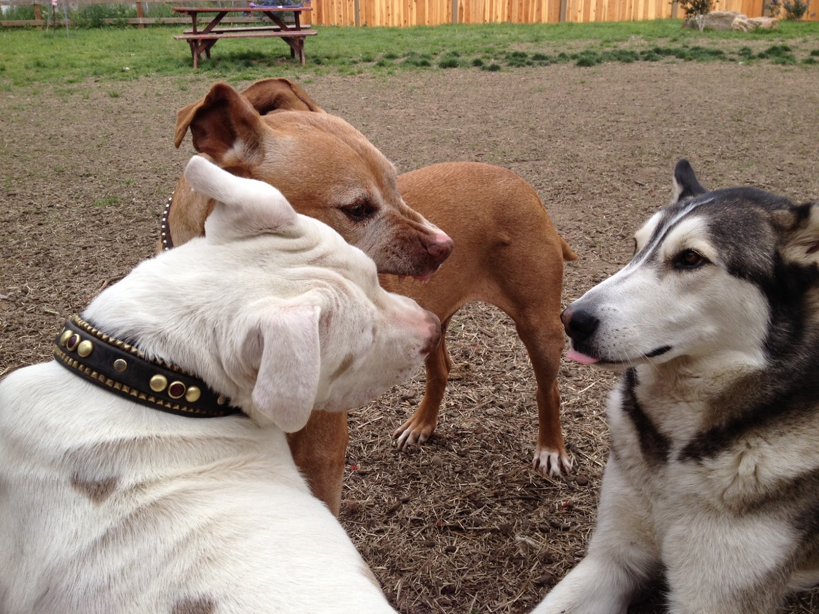 BADRAP Barn Blog dog pile