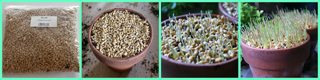 wheat grass seeds planted in pots