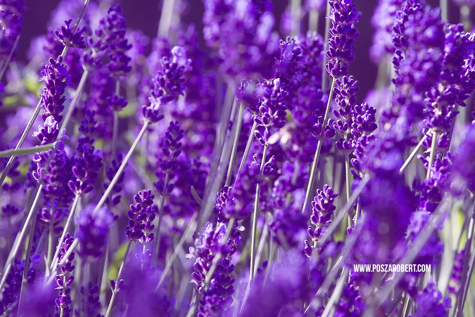 Letölthető levendulás háttérképek | Posza Róbert fotónapló
